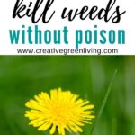 Five different nontoxic ways to kill weeds without RoundUp or other herbicide poisons. Includes easy DIY homemade weed killer spray recipe, ideas for getting rid of large amounts of weeds and how to kill weeds growing in the cracks of your sidewalk or driveway. #weedkiller #howtokillweeds #gardening #nontoxicgardening #organicgardening