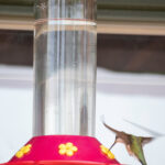 Homemade Hummingbird Nectar Recipe - Crafty Morning