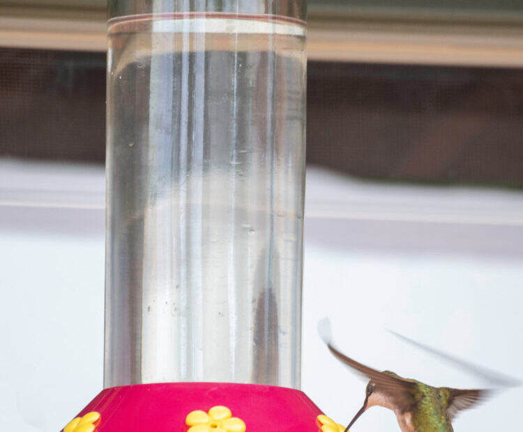 Homemade Hummingbird Nectar Recipe - Crafty Morning