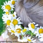 Little girl with a braided daisy chain flower crown on her head