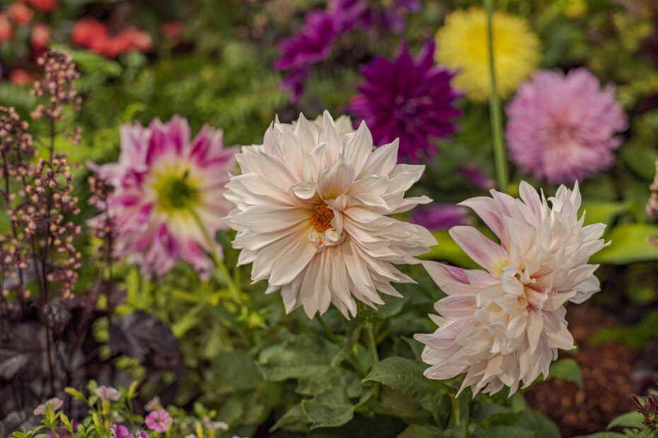 15 Colorful Fall Annuals that Bloom all Season