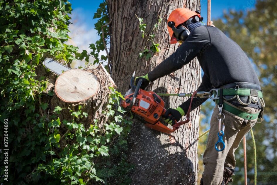 tree lopping service