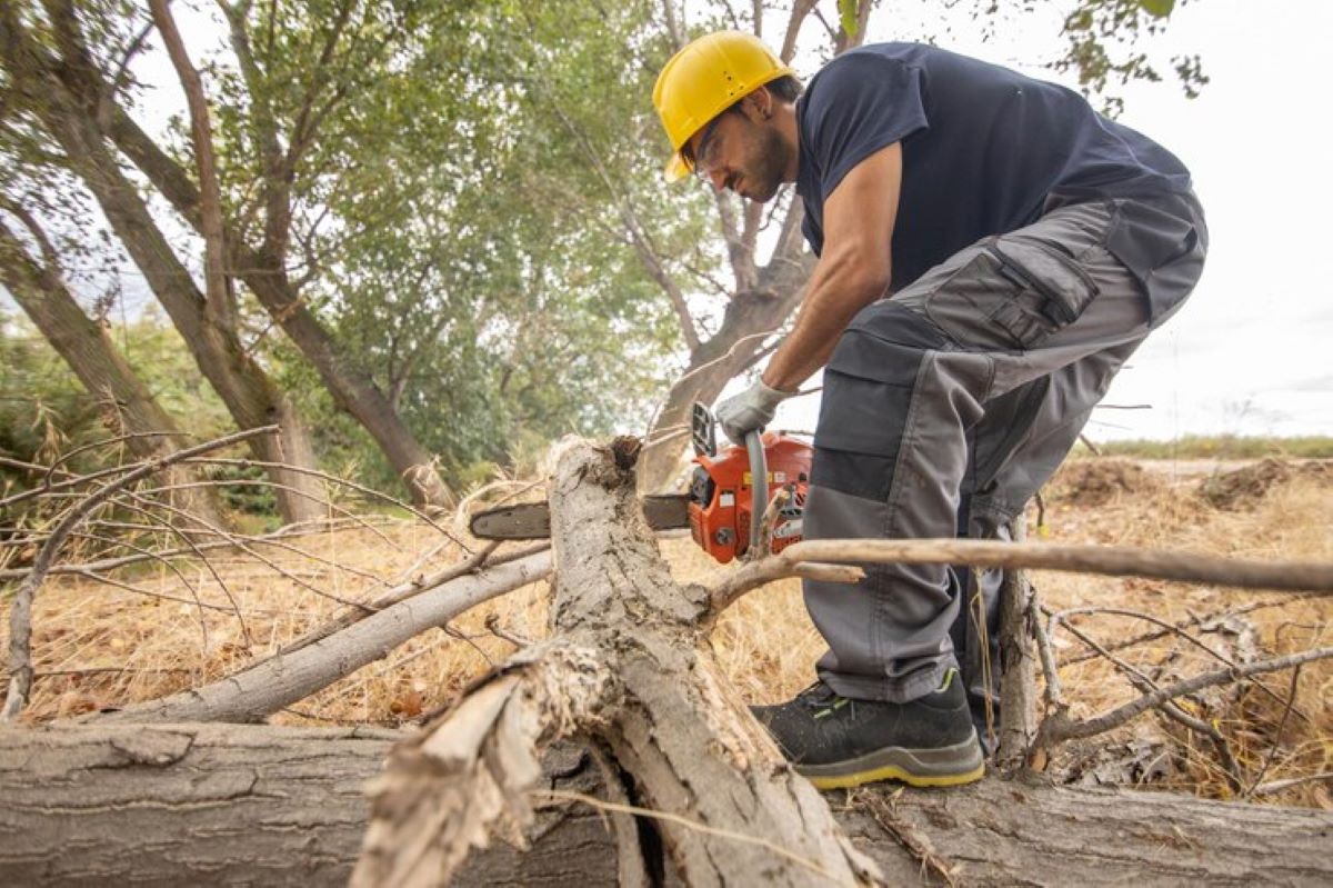 tree lopping