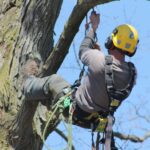 Tree Pruning Services: Enhancing Tree Health and Aesthetics