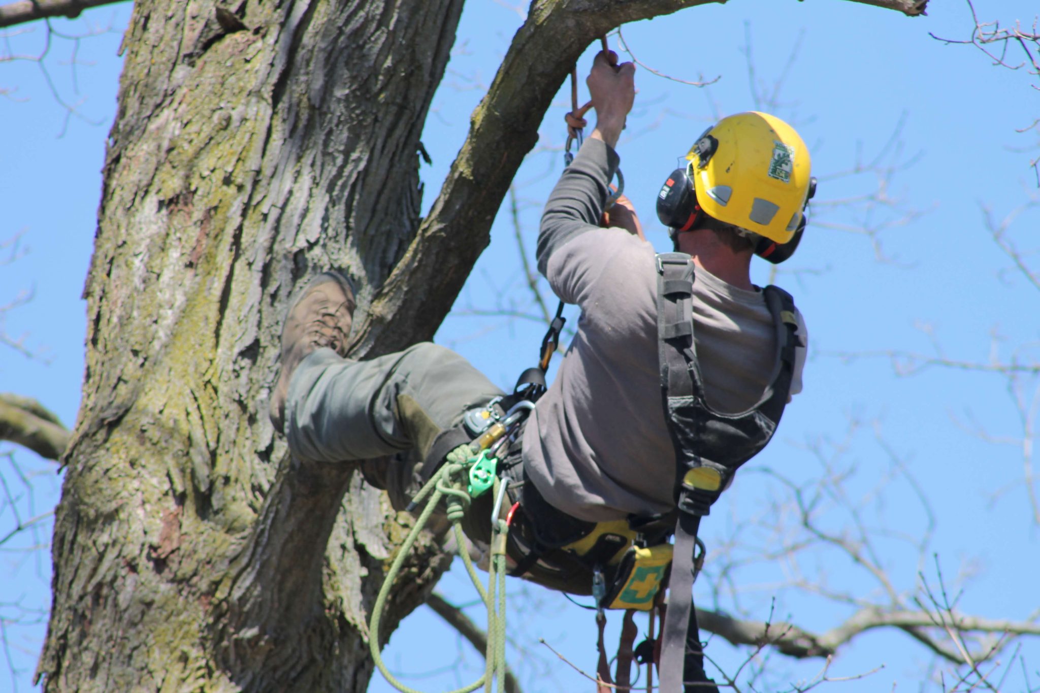 Tree Pruning Services: Enhancing Tree Health and Aesthetics