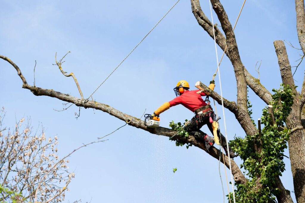 Tree Pruning Services: Enhancing Tree Health and Aesthetics