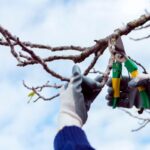Tree pruning
