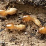 What Is the Most Effective Termite Treatment in Sydney for Old Timber Homes?