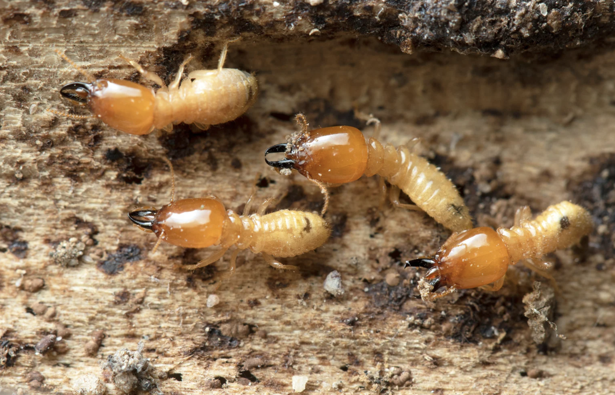 What Is the Most Effective Termite Treatment in Sydney for Old Timber Homes?