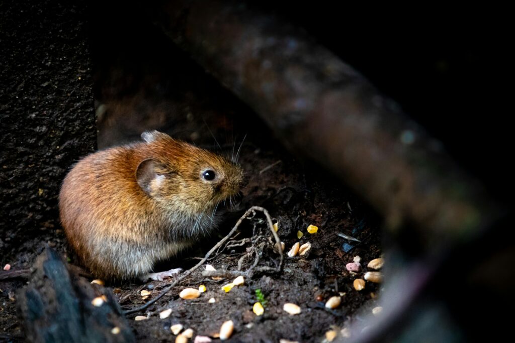 Rodent Exterminator Sydney: How Do Experts Track Entry Points?

