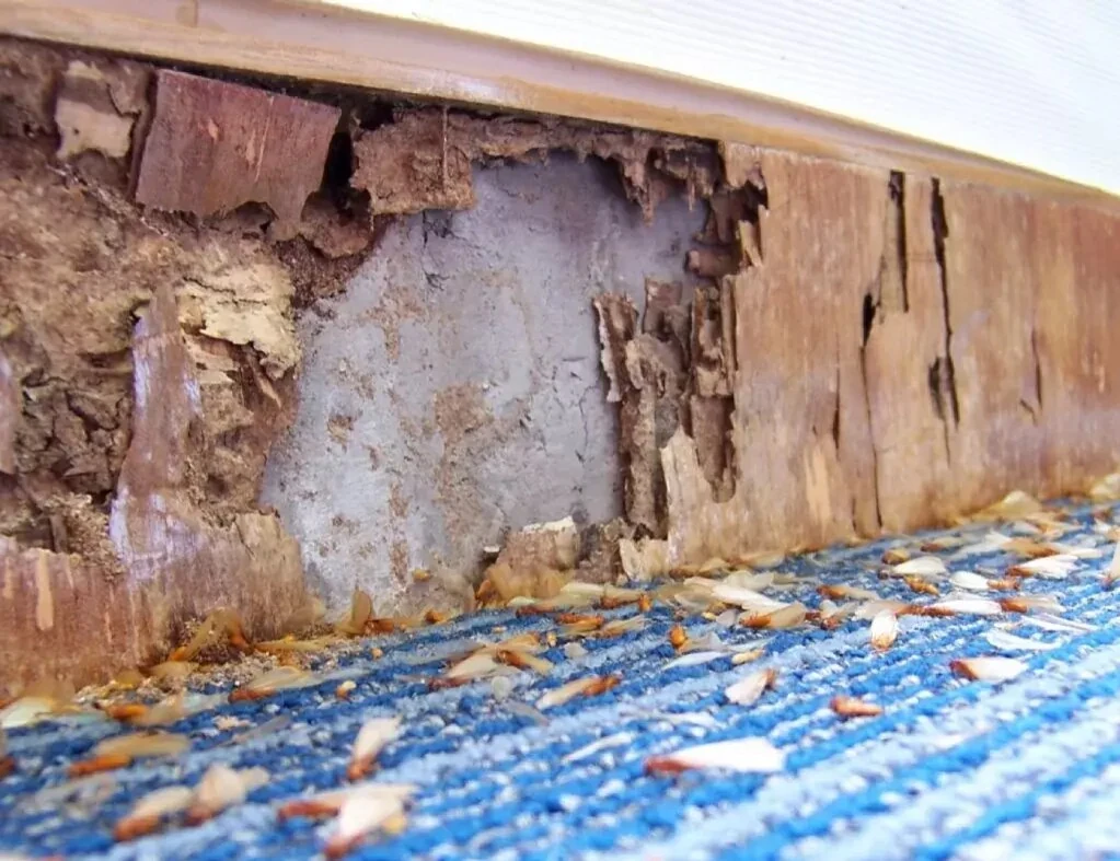 What Is the Most Effective Termite Treatment in Sydney for Old Timber Homes?

