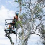 Epping arborist