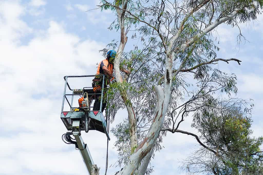 Epping arborist