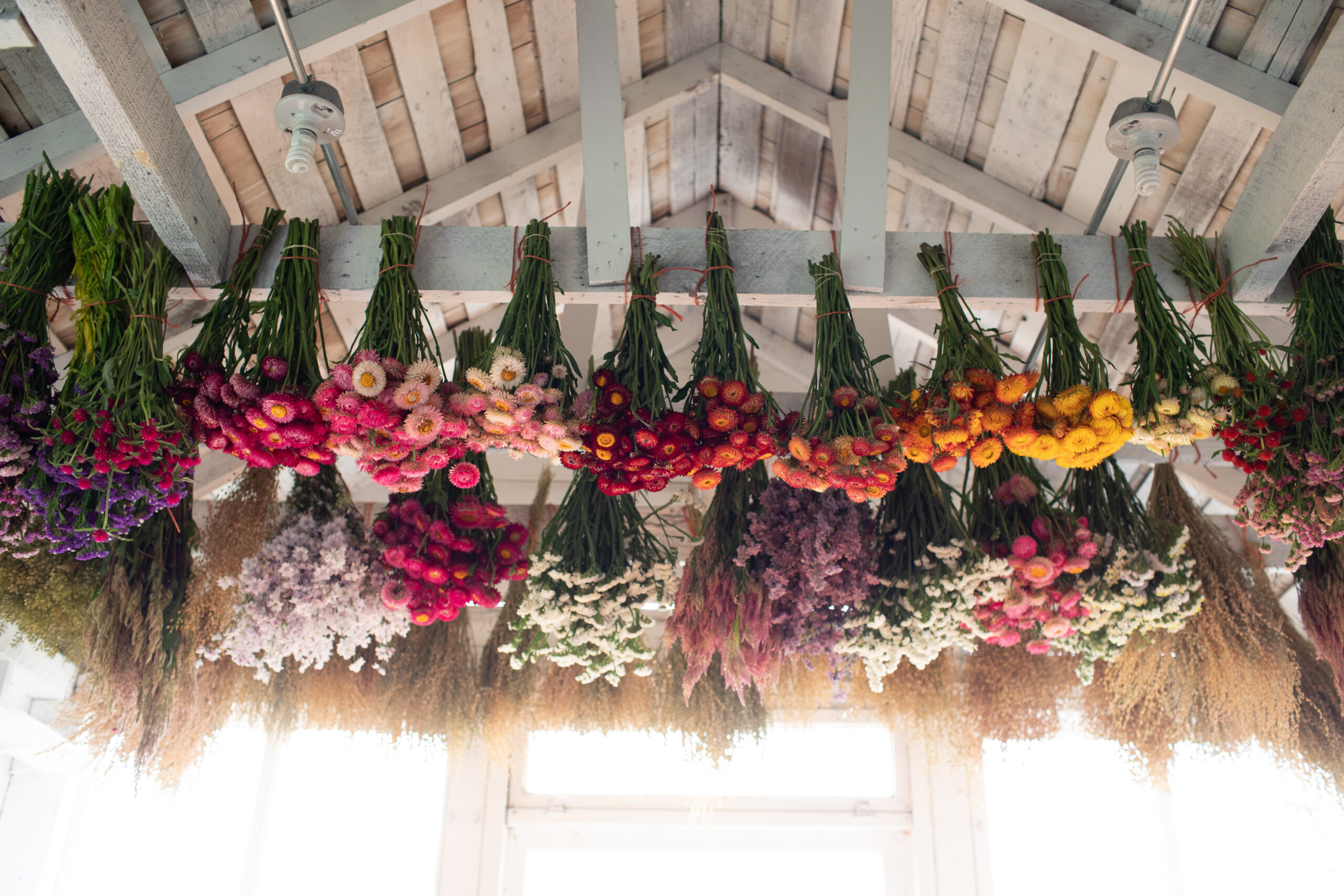 Florist Manly: Flowers That Survive Salt, Sun and Sea Breeze