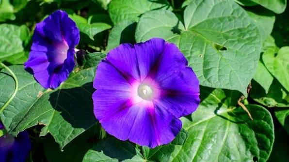 Florist Manly: Flowers That Survive Salt, Sun and Sea Breeze

