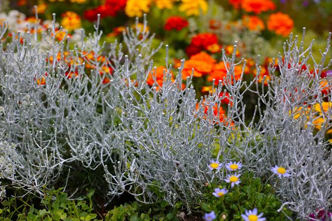 Florist Manly: Flowers That Survive Salt, Sun and Sea Breeze

